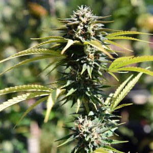 Auto Opium Sinsemilla купить