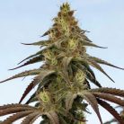 семена конопли Auto Opium Sinsemilla