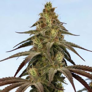 семена конопли Auto Opium Sinsemilla