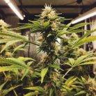 семена конопли Auto Pablo Escobar Sinsemilla