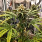 Auto Pablo Escobar Sinsemilla купить