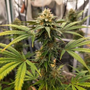 Auto Pablo Escobar Sinsemilla купить