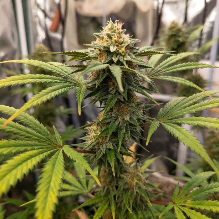 Auto Pablo Escobar Sinsemilla купить