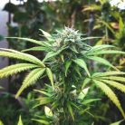 семена конопли Auto White Widow Sinsemilla