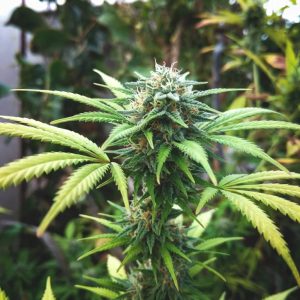 семена конопли Auto White Widow Sinsemilla