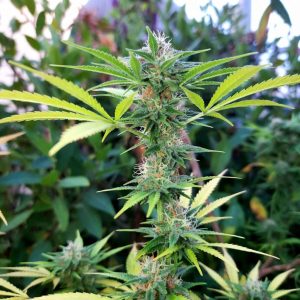 Auto White Widow Sinsemilla купить