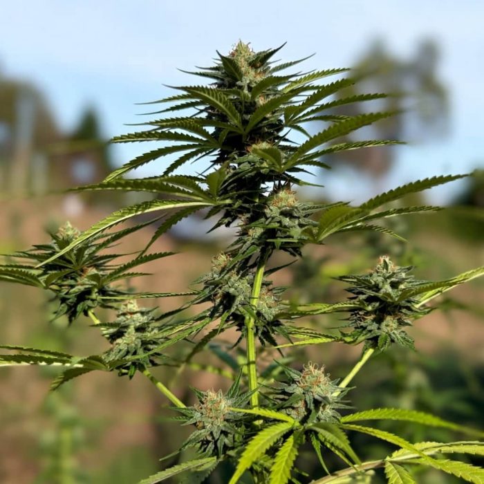 Auto White Widow Sinsemilla купить семена марихуаны