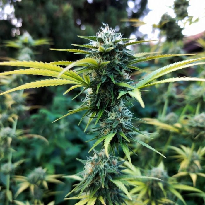 autofem-big-demon-sin Сорт марихуаны Auto Big Demon от Sinsemilla