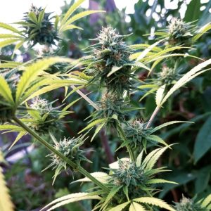 Сорт конопли Auto Big Demon от Sinsemilla
