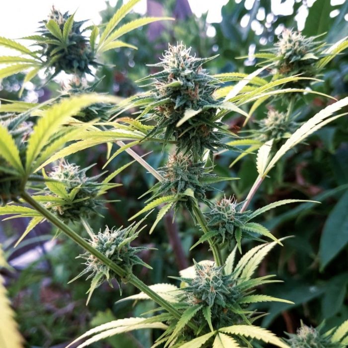autofem-big-demon-sin1 Сорт конопли Auto Big Demon от Sinsemilla