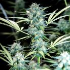 Auto Bob от Marley Seeds