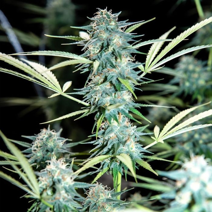 Auto Bob от Marley Seeds