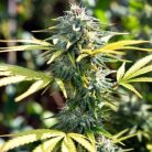 семена конопли Blue Cheese Sinsemilla