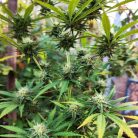 Blue Cheese Sinsemilla купить