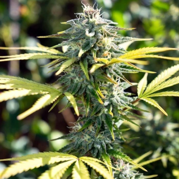 семена конопли Blue Cheese Sinsemilla