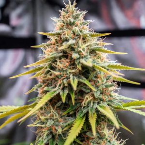 семена конопли Bruce Banner Fast Sinsemilla