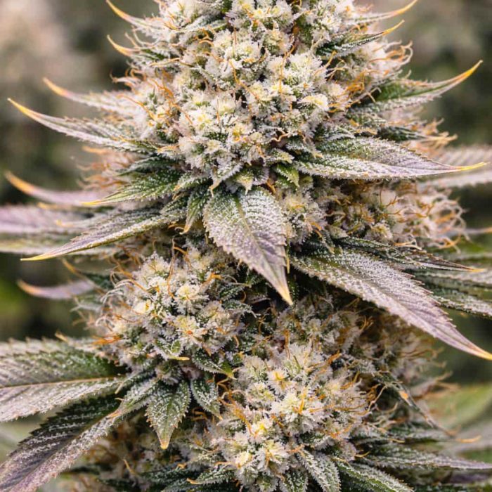 Candy-2 семена конопли Candy