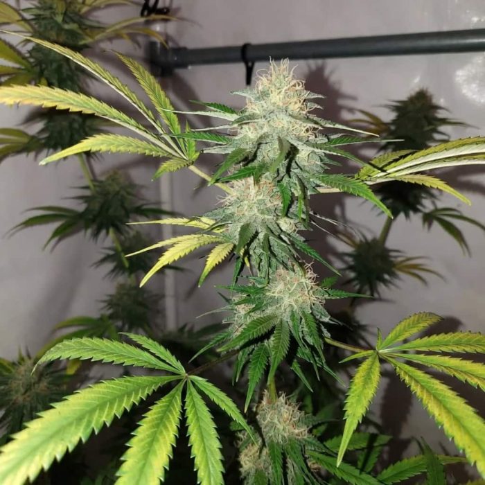 Divine Og Kush Sinsemilla купить
