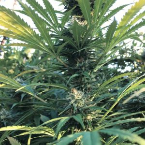 семена конопли Divine Og Kush Sinsemilla