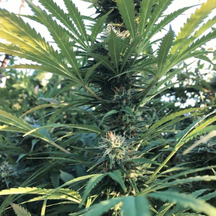 семена конопли Divine Og Kush Sinsemilla