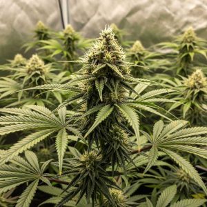 семена конопли Divine Sativa