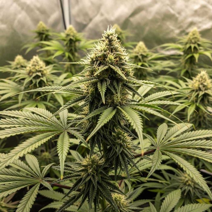 семена конопли Divine Sativa