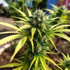 Euphoria Sinsemilla купить