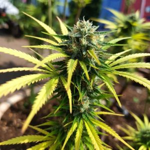 Euphoria Sinsemilla купить