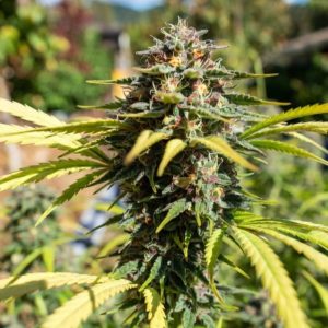 семена конопли Euphoria Sinsemilla