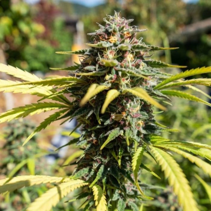 семена конопли Euphoria Sinsemilla