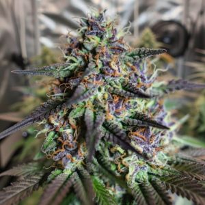 семена конопли Green Gelato Sinsemilla