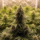 семена конопли Hindu Kush