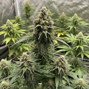 Hindu Kush купить