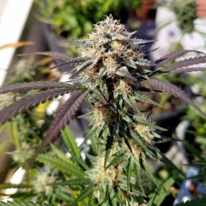 one-joint Марихуана One Joint