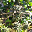 One Joint от Marley Seedbank