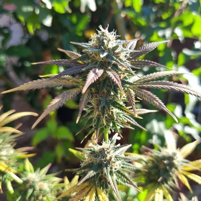 one-joint2 One Joint от Marley Seedbank