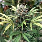 семена конопли Opium Sinsemilla