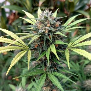 семена конопли Opium Sinsemilla