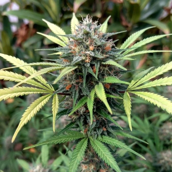 семена конопли Opium Sinsemilla