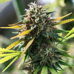 Opium Sinsemilla купить