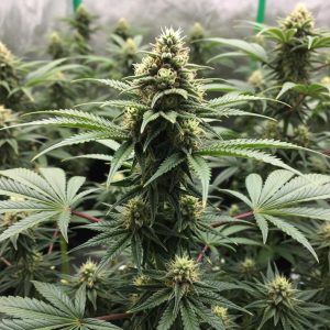 семена конопли Pablo Escobar