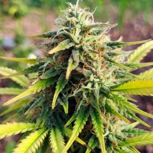 семена конопли Tangie Sinsemilla