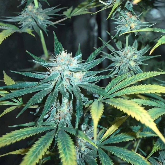 семена конопли White Widow Sinsemilla