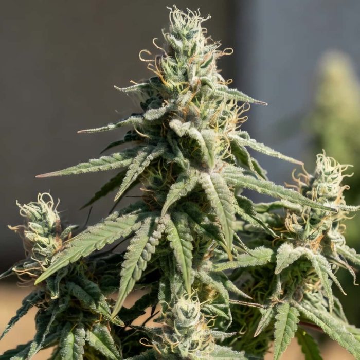 White Widow Sinsemilla купить