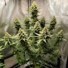 White Widow Sinsemilla купить семена марихуаны