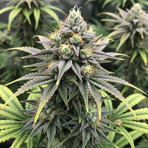 семена конопли Afghan Original