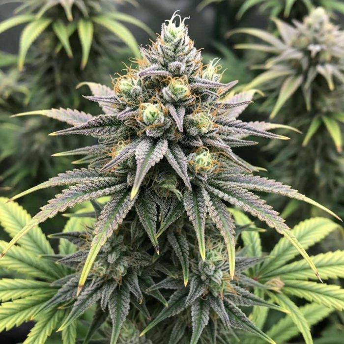 семена конопли Afghan Original