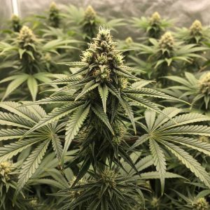 AK-47 XL купить