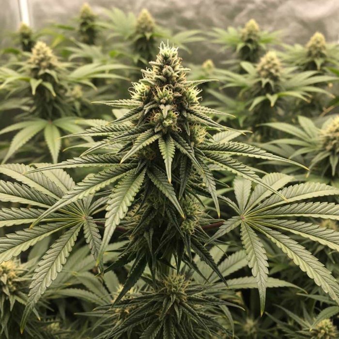 AK-47 XL AK-47 XL купить