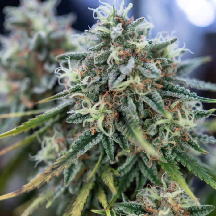 Auto 77 days купить